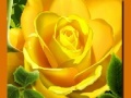 Peli Yellow Roses