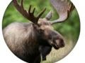 Peli Animal Quiz 