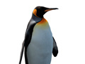 Peli Penguin Painting: Coloring For Kids