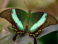 Peli 100 Pics Quiz Online