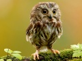 Peli Animal Hidden Stars