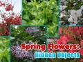 Peli Spring Flowers: Hidden Objects