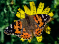 Peli Jigsaw Puzzle: Spring