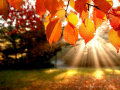 Peli Jigsaw Puzzle: Autumn