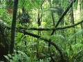 Peli Jigsaw puzzle: Rainforest