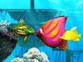 Peli Big Fish Eat Small Fish