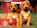 Peli Puppy Pairs Puzzle