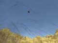 Peli Toucan Shooter