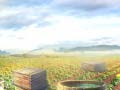 Peli Farm Treasure