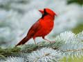 Peli Birds Puzzle