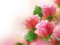 Peli Pink Roses