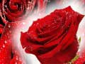 Peli Red Roses