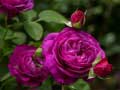 Peli Purple Roses