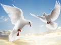 Peli Flying Birds