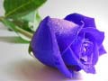 Peli Blue Roses