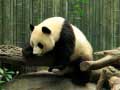 Peli Pandas Puzzle
