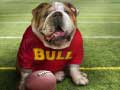 Peli Funny Doggy