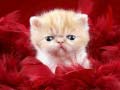 Peli Funny Kitty