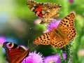 Peli Butterfly Slide