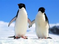 Peli Penguin Puzzle