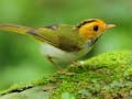 Peli Birds Slide