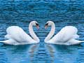 Peli Swans Slide