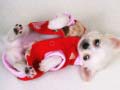 Peli Lovely Puppy Slide