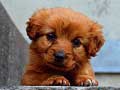 Peli Puppy Puzzle