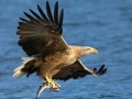 Peli Flying Birds Slide