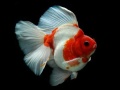 Peli Gold Fish Jigsaw Puzzle