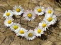 Peli Daisy Heart Jigsaw