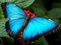 Peli Nature Jigsaw Puzzle Butterfly