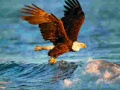 Peli Animals Jigsaw Puzzle Eagle