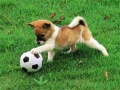 Peli Playful Puppy Outdoor Puzzle