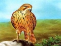 Peli Birds of Prey Slide