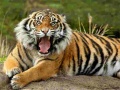 Peli Animals Jigsaw Puzzle Tiger