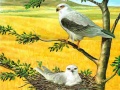 Peli Birds Of Prey Puzzle