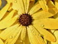 Peli Flower Petals Raindrop Jigsaw