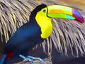 Peli Toucan Bird Jigsaw