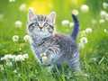 Peli Kittens Jigsaw