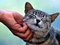 Peli Tickling Cat