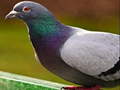Peli Pigeon Jigsaw Puzzle