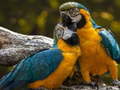 Peli Parrot Jigsaw