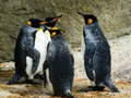 Peli King Penguin Jigsaw