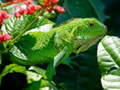 Peli Wild Iguana