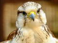 Peli Gyrfalcon Jigsaw