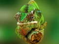 Peli Chameleon Jigsaw