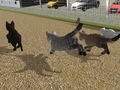 Peli Run Cat Cat Race