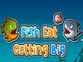Peli Fish Eat Getting Big