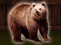 Peli Save The Grizzly Bear